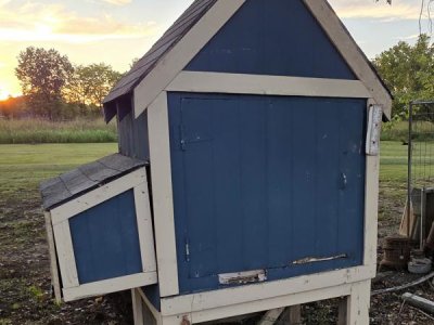 Chicken coop and fencing