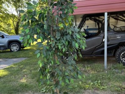 Artificial tree 